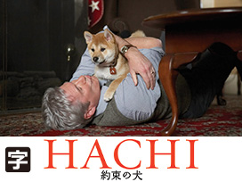 HACHI 約束の犬