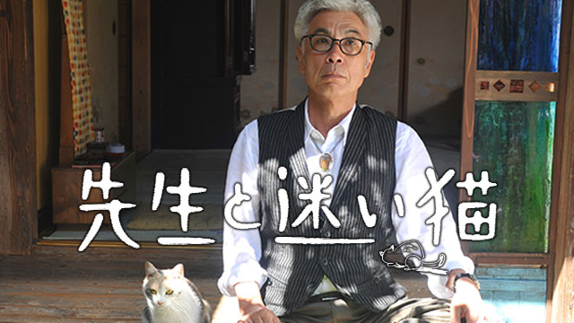先生と迷い猫